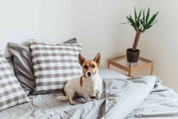 Assurance chien: pourquoi et comment la choisir
